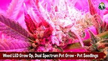 Weed LED Grow Op_ Dual Spectrum Pot Grow - Pot Seedlings