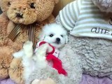 How Precious! Adorable Teacup Bichon Frise Puppy! More Bichon Frise