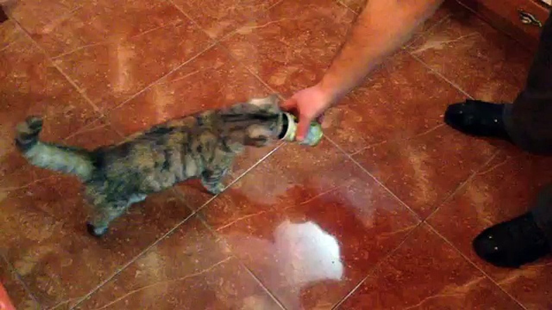 Un Chat Excite Par L Odeur Des Olives Video Dailymotion