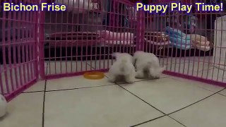 Bichon Frise, Puppies For Sale, In, Lubbock, Texas, TX, Waco, County, Garland, Irving