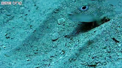 سمكة ترسم لوحة فنية بقاع البحر