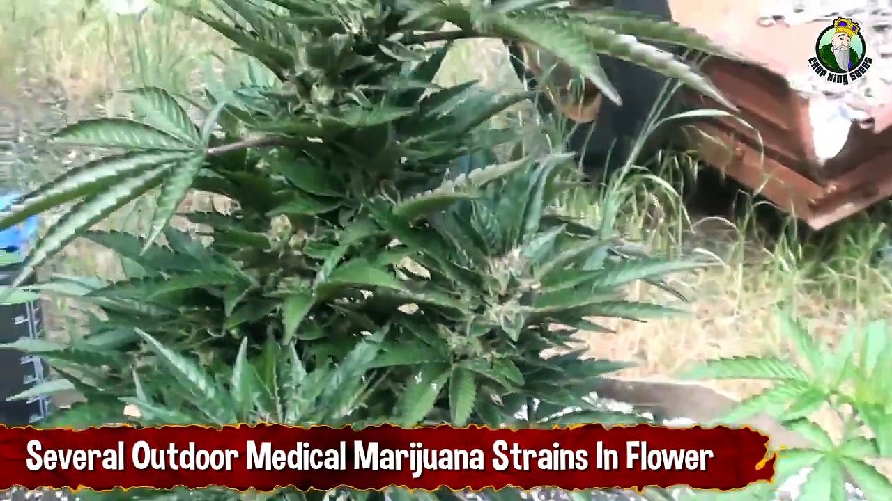 Several Outdoor Medical Marijuana Strains In Flower   Growing Marijuana