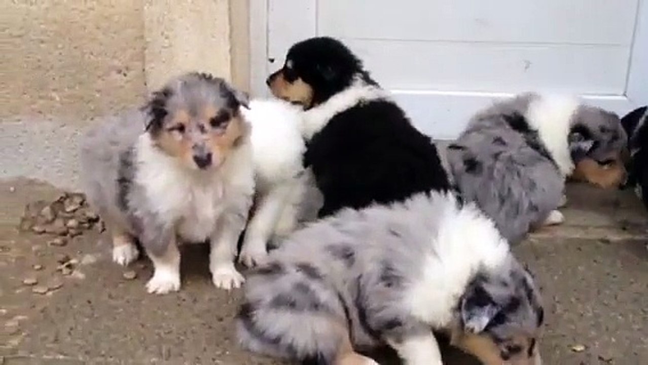 première sortie des chiots colleys à Noël