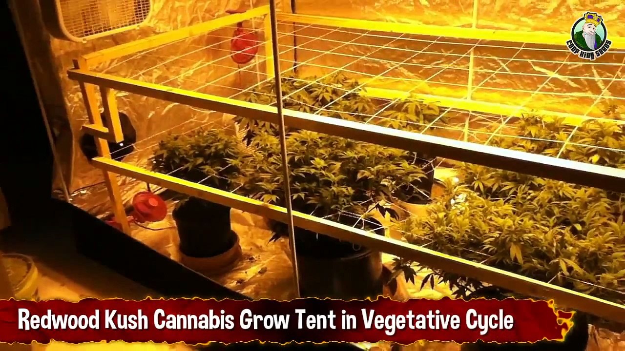Redwood Kush Cannabis Grow Tent in Vegetative Cycle