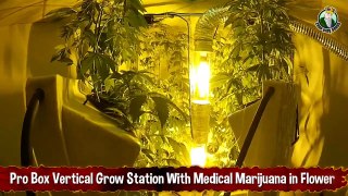 Pro Box Vertical Grow Station With Medical Marijuana in Flower