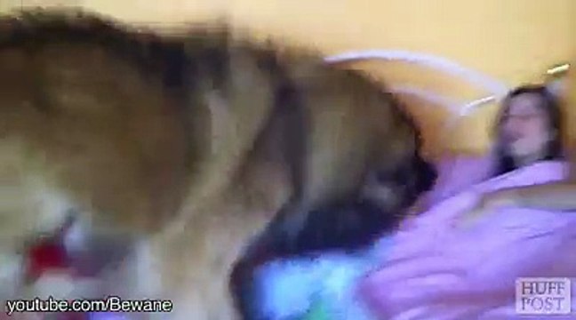Dog alarm clocks are the best alarm clocks! -