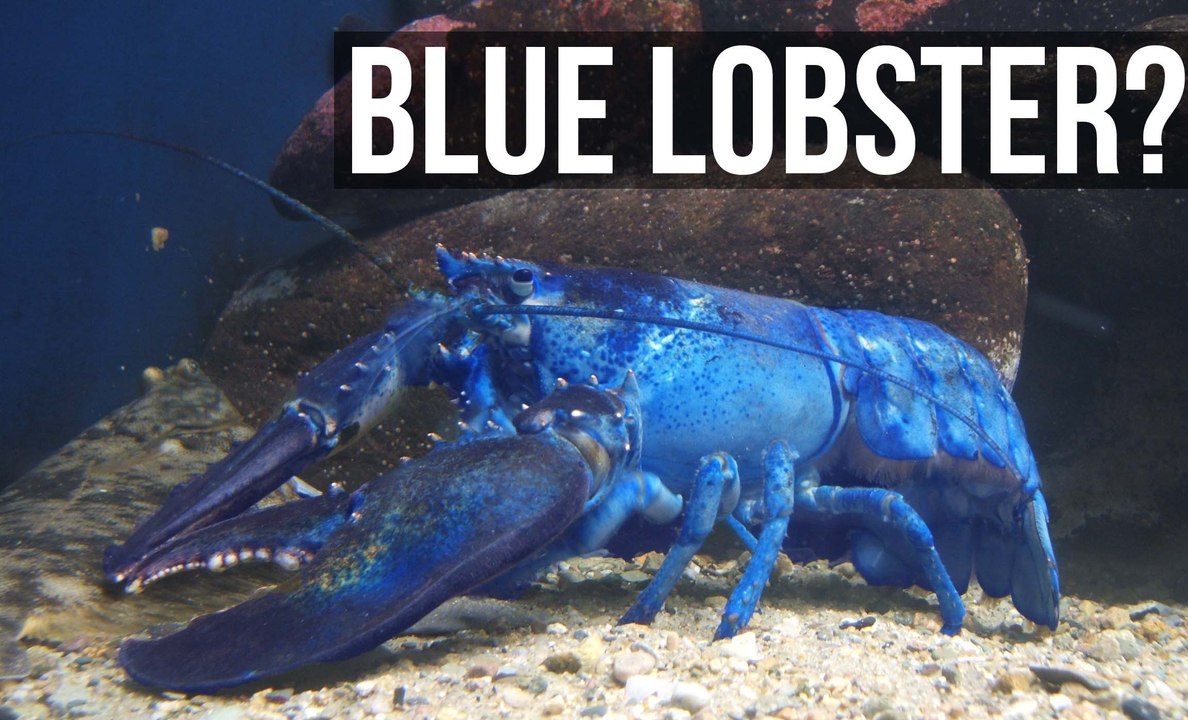 Interesting Facts About Lobsters - MOTHERLOADED