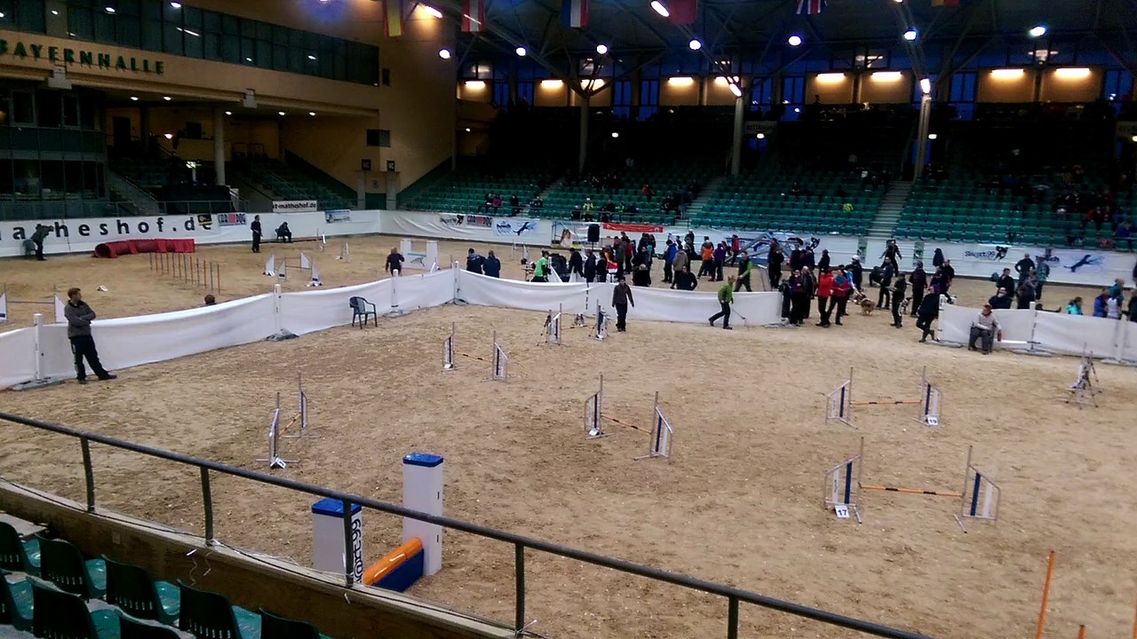 B.A.C.K. 3. Tag Kiwi Jumping