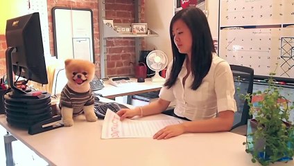 Boo - A Day in the Life of the World's Cutest Dog