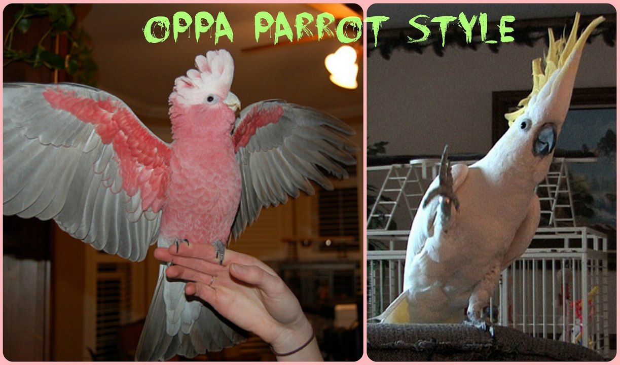 Oppa Parrot Style
