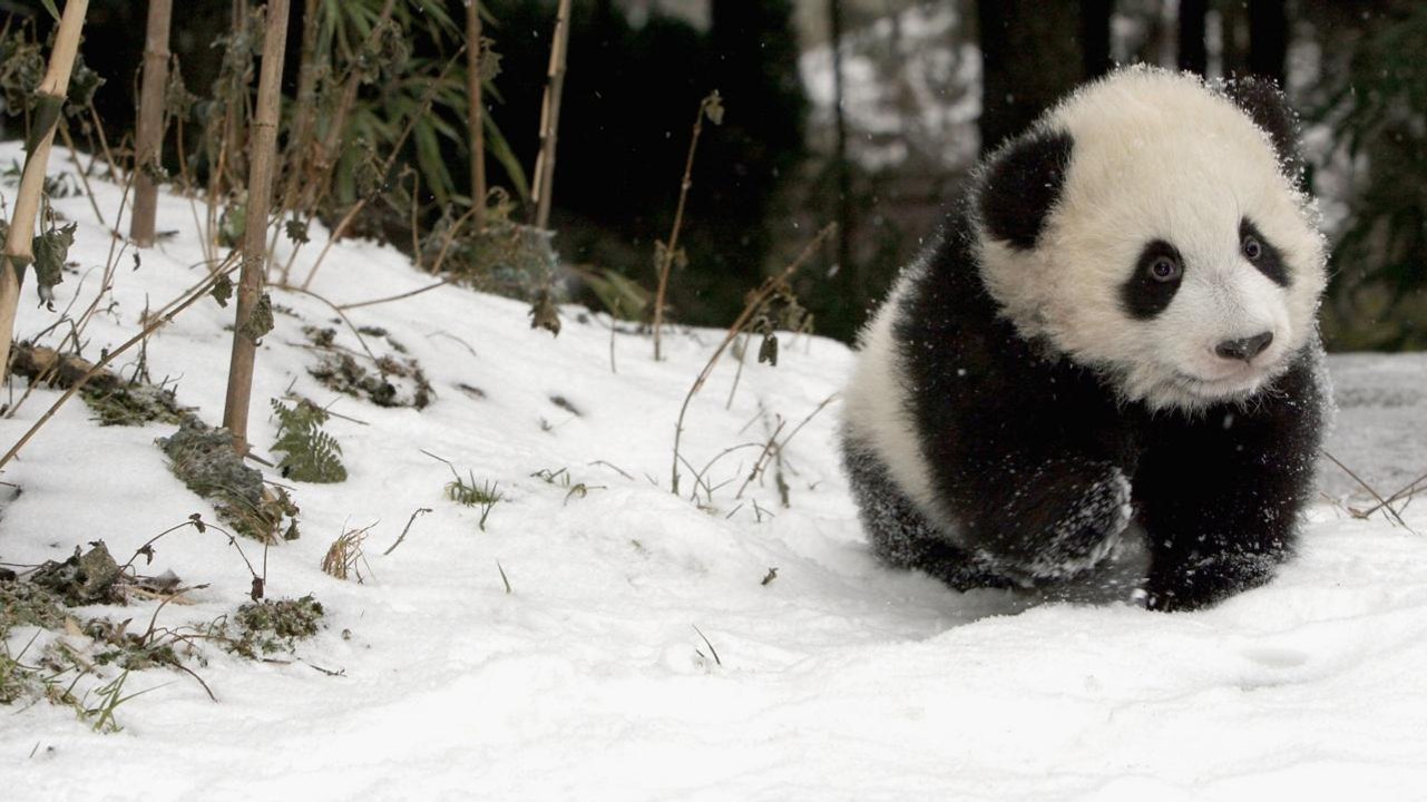 Watch A Panda Play In The Snow - video Dailymotion