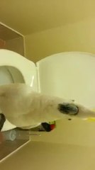 Too's Potty Training Time turned into Fun Time