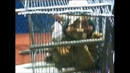 DUENDE CAPTURADO VIVO