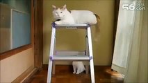 New Funny Cats Video 2015 - Funny Cats - Funny Animals - Funny Vines - Funny Videos 2015