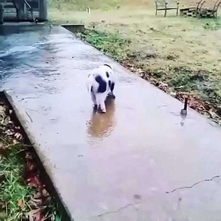 Pig slides on frozen sidewalk
