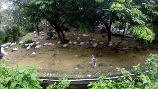 Bird Park - Kuala Lumpur