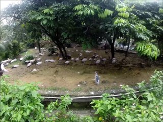 Bird Park - Kuala Lumpur
