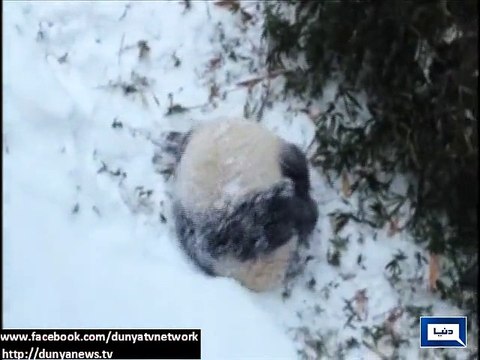 Dunya news- Delighted panda cub plays in the snow for the first time