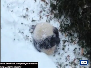 Dunya news- Delighted panda cub plays in the snow for the first time