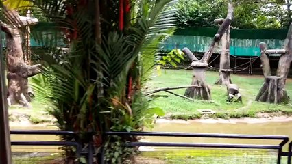 Taiping-Malaysia-Zoo