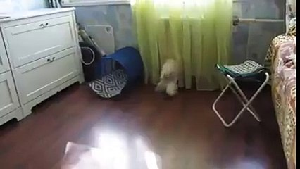 It s Funny   That Tail Has A Mind Of Its Own