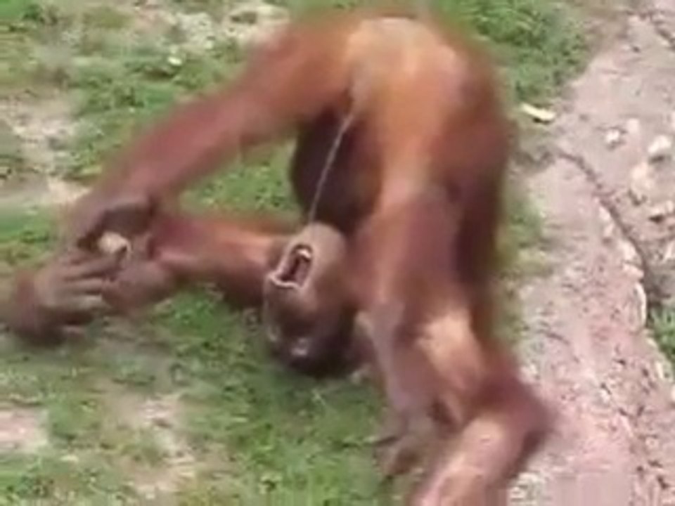 Un singe qui se pisse dans la bouche