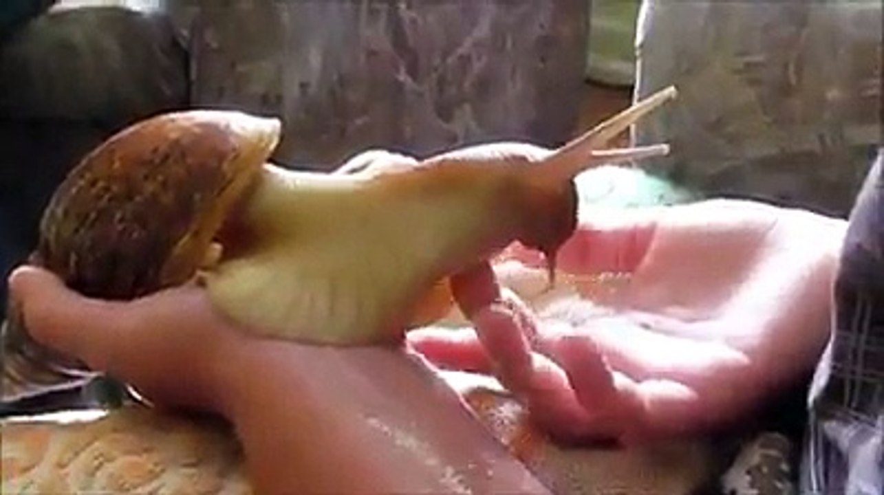 Un escargot de compagnie