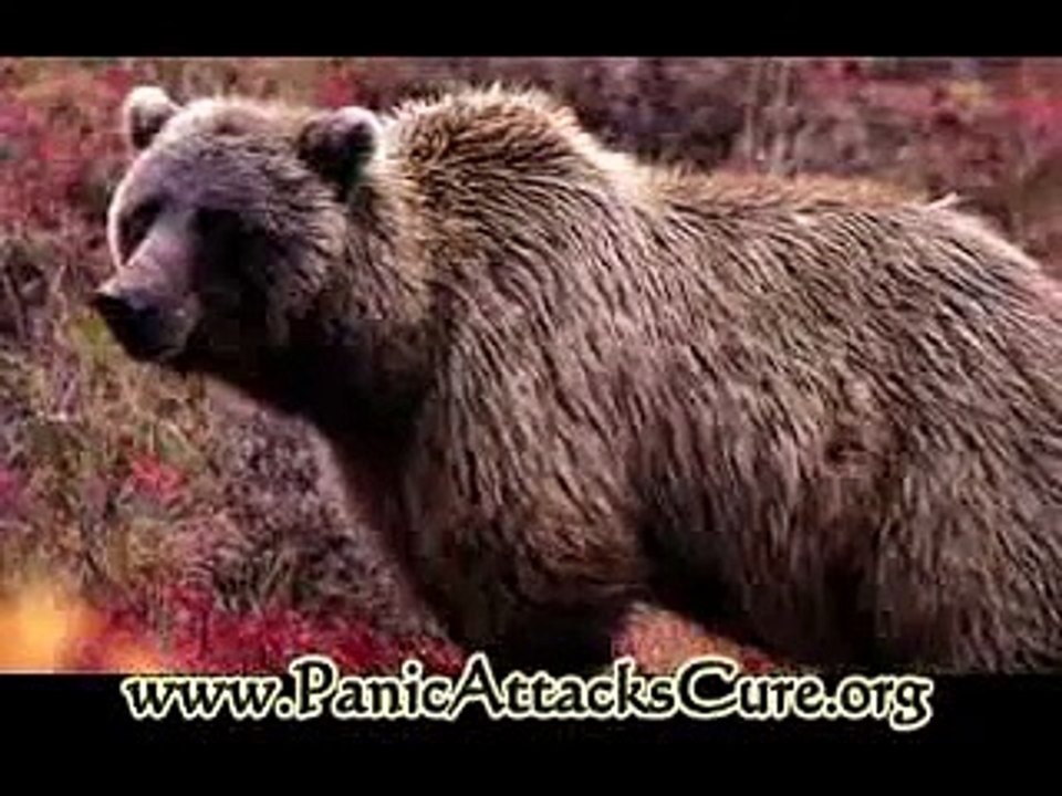 My Review of Panic Away - Best Selling Self-Help Method to Cope With Panic Attacks