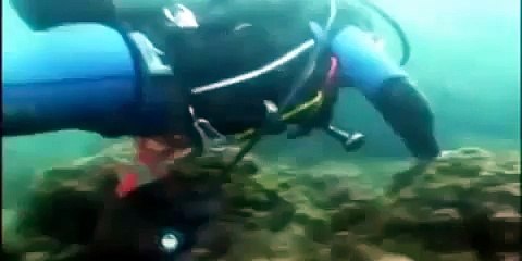 THE MIMIC OCTOPUS - Discovery/Animals/Nature [NEW Documentary 2014 HD]