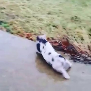 Un petit cochon glisse sur un trottoir verglacé! Adorable...