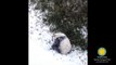 Un bébé panda découvre la neige : comme un petit fou dans la poudreuse!