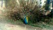 Blue peacock  dancing