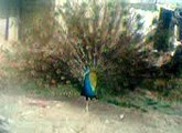 Blue peacock  dancing