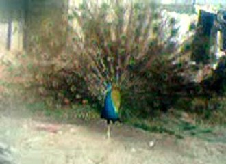 Blue peacock  dancing