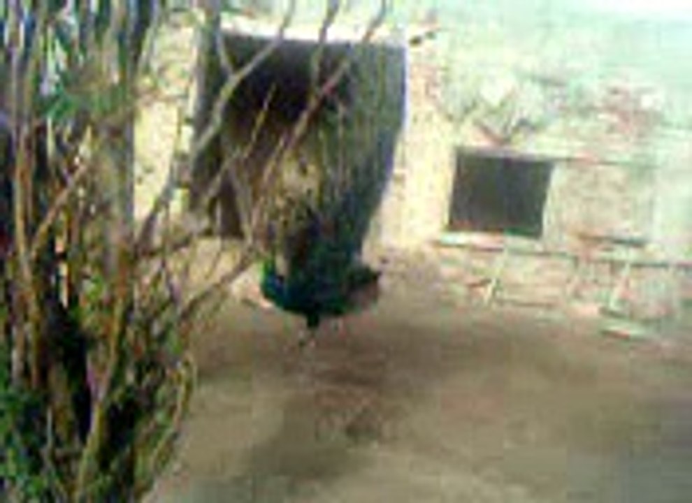 Blue peacock  dancing