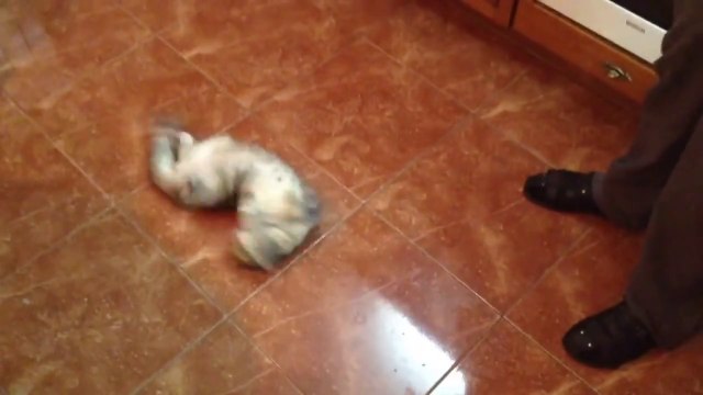 Chat excité par une boite d'olives vertes!