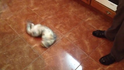 Chat excité par une boite d'olives vertes!