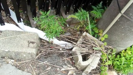 Red Clawed Crab in Japan!