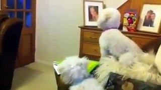 Another couple of bichon frise puppies get up to no good