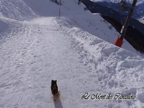 Les canaillous à la montagne - Joucky 4 mois et demi - Le Mont des Canaillous - Chihuahuas