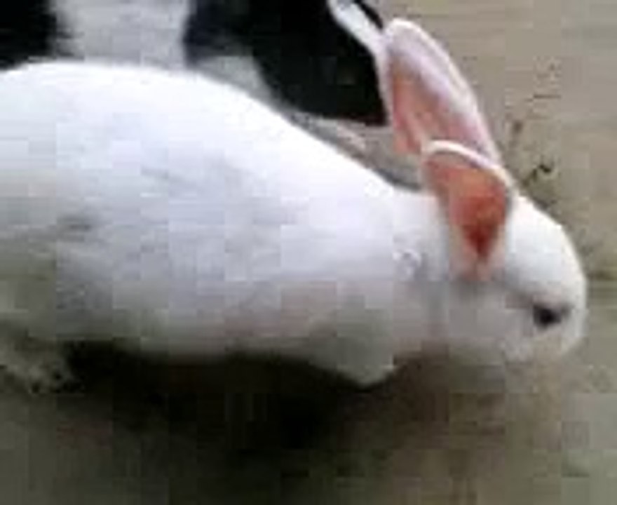 tapan funny vidio