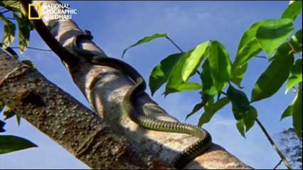 ‫وثائقي - ذلك المخلوق يجب ألا يطير HD‬‎