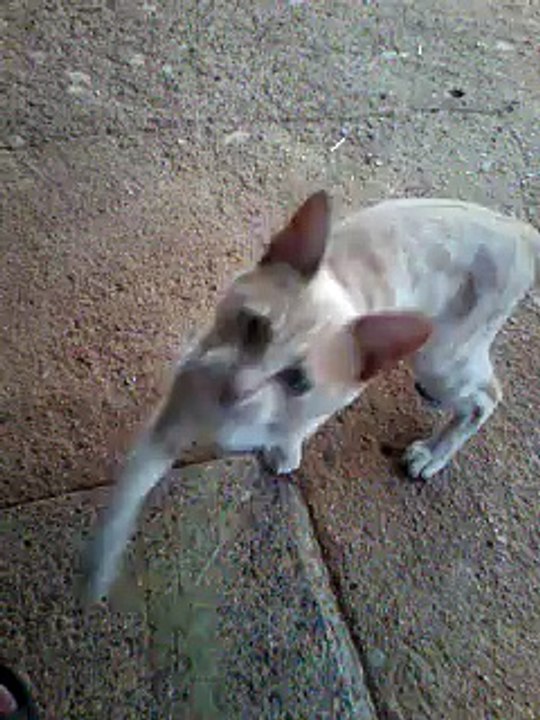 Funny cat