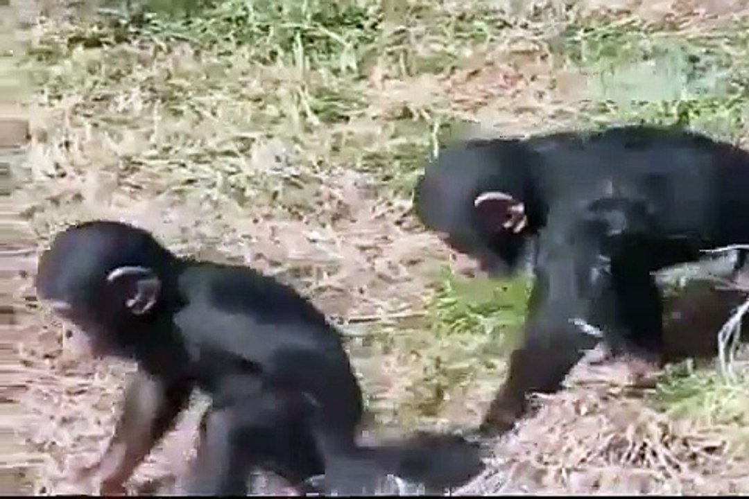 A Bad Ape
