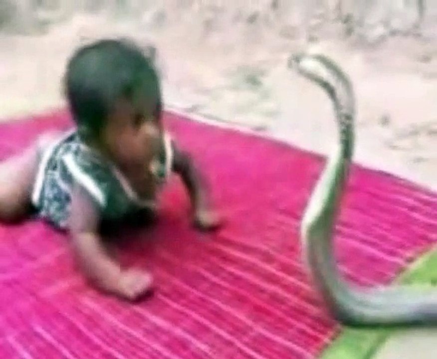 Baby Vs Cobra