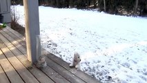 Bichon Frise Puppy 10 Weeks Old, Playing in Snow for First Time