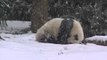 Bao Bao découvre la neige pour la première fois de sa vie