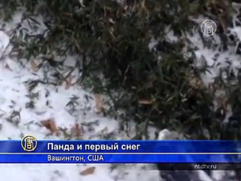 Панда в Вашингтоне наслаждается первым снегом