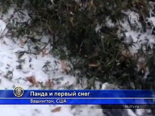Панда в Вашингтоне наслаждается первым снегом