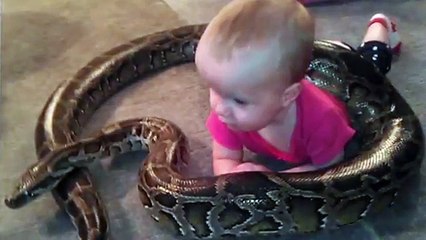 Un père laisse sa fille de 14 mois  jouer avec un python de 4 mètres
